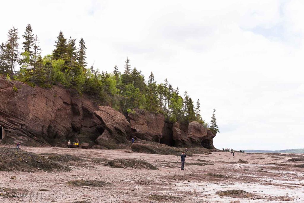 hopewell rocks from the ocean floor low tide