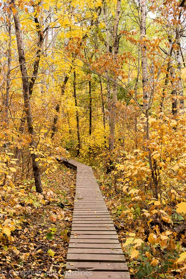 trail going through trees in the fall